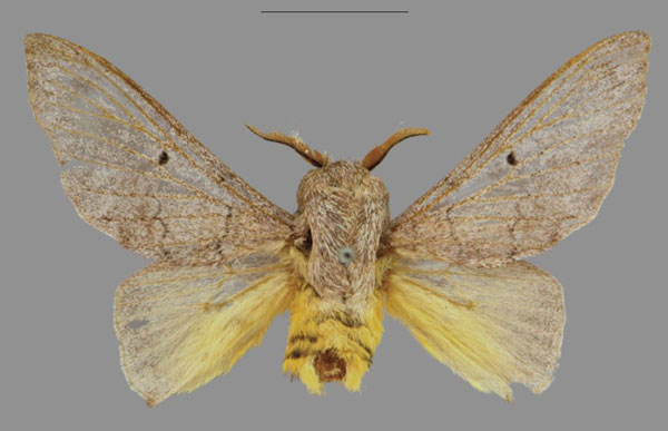 /filer/webapps/moths/media/images/J/johnjunior_Plocoides_PTM_CMNH_01.jpg