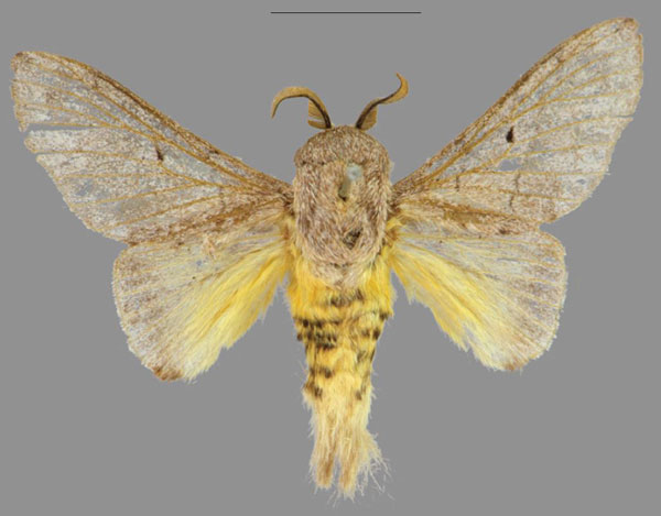 /filer/webapps/moths/media/images/J/johnjunior_Plocoides_PTM_CMNH_02.jpg