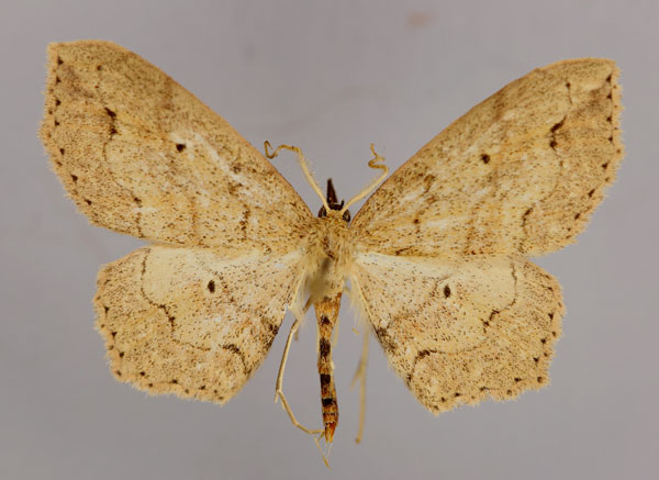 /filer/webapps/moths/media/images/J/johnsoni_Scopula_A_ZSM_01.jpg
