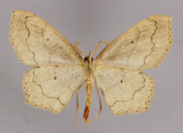 /filer/webapps/moths/media/images/J/johnsoni_Scopula_A_ZSM_02.jpg