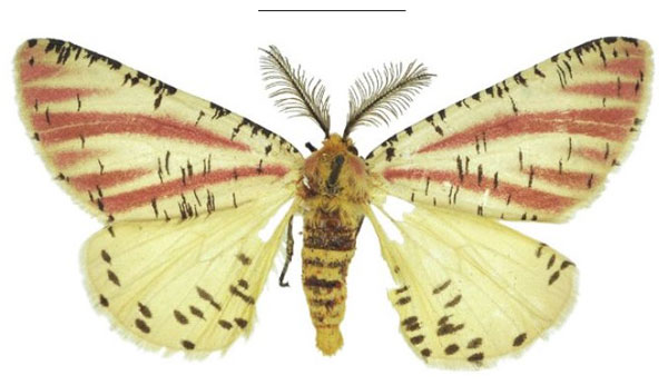 /filer/webapps/moths/media/images/J/johnstonei_Nothabraxas_HT_NHMUK.jpg