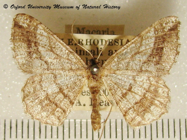 /filer/webapps/moths/media/images/J/johnstoni_Chiasmia_A_OUMNH_01.jpg