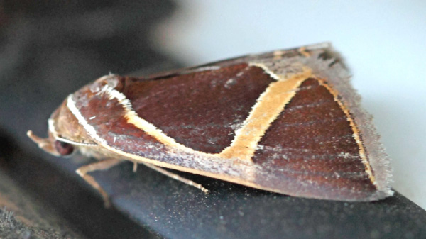 /filer/webapps/moths/media/images/J/johnstoni_Fodina_A_Voaden.jpg