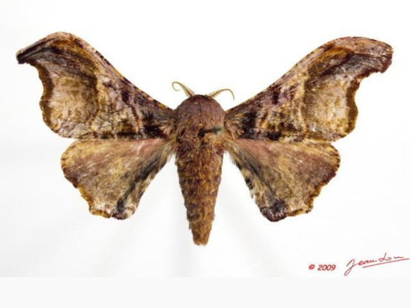/filer/webapps/moths/media/images/J/joiceyi_Basquiniana_AM_Alberta_01.jpg