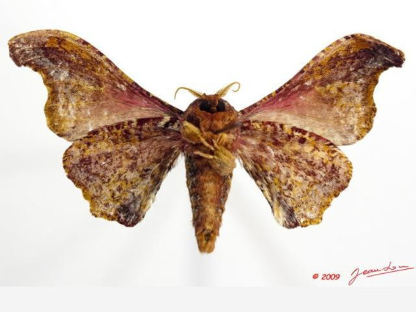 /filer/webapps/moths/media/images/J/joiceyi_Basquiniana_AM_Albertb_01.jpg