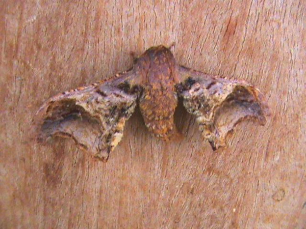 /filer/webapps/moths/media/images/J/joiceyi_Basquiniana_A_Guyonnet.jpg
