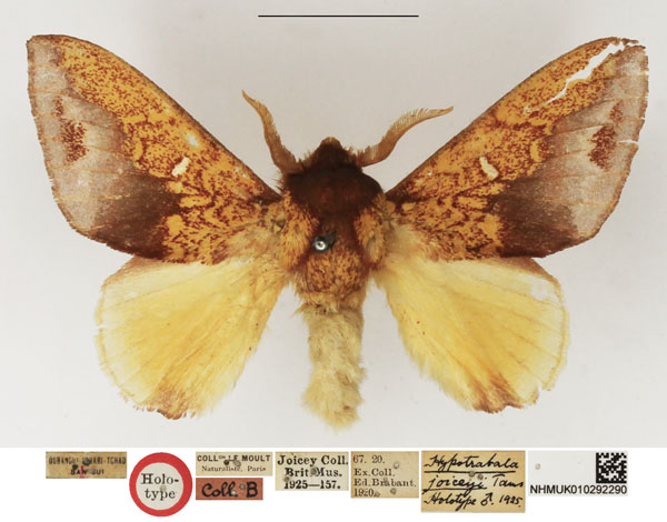 /filer/webapps/moths/media/images/J/joiceyi_Hypotrabala_HT_NHMUK_j5Q1cOM.jpg