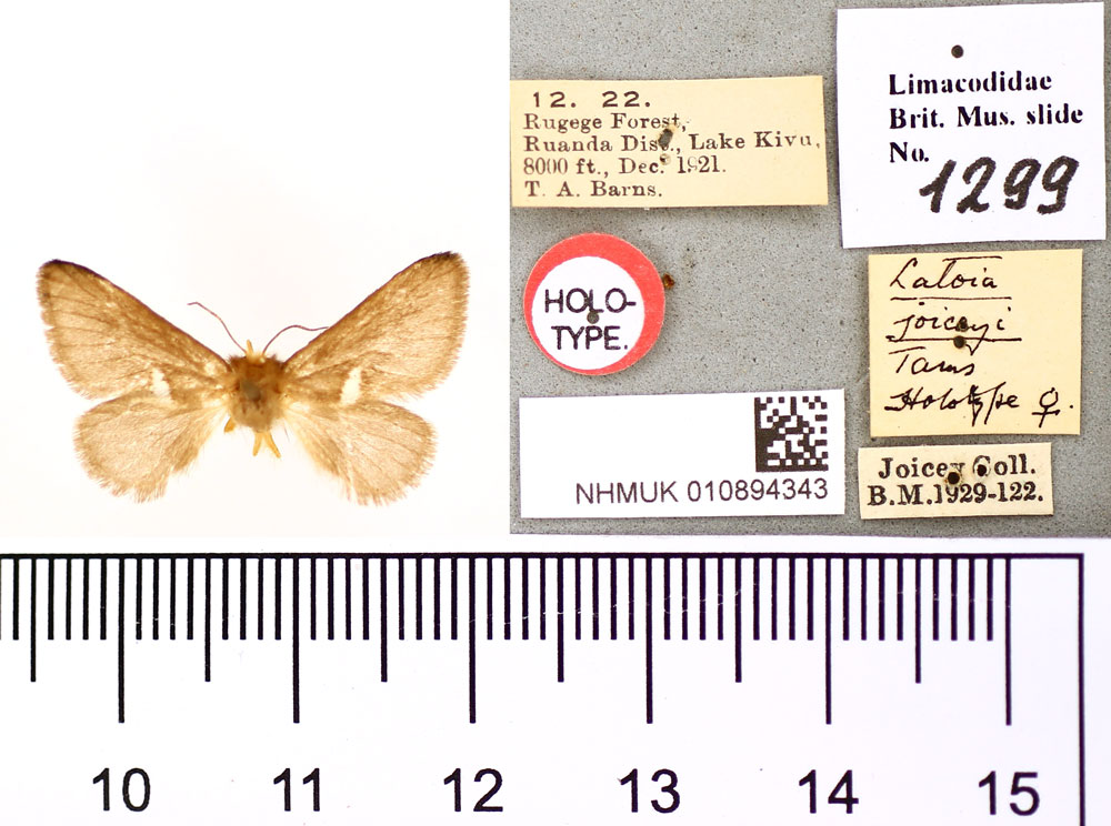 /filer/webapps/moths/media/images/J/joiceyi_Latoia_HT_BMNH.jpg