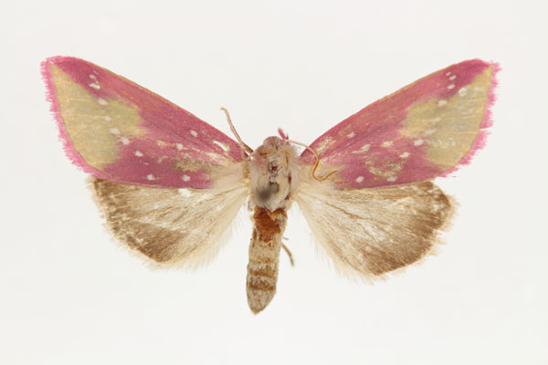 /filer/webapps/moths/media/images/J/joiceyi_Masalia_AF_RMCA.jpg