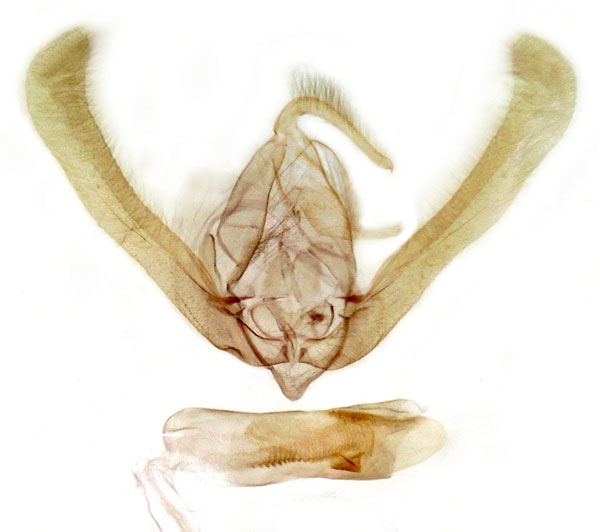 /filer/webapps/moths/media/images/J/joiceyi_Timora_GM_MSNM_Berio3363.jpg