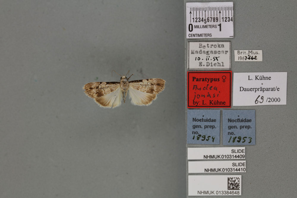 /filer/webapps/moths/media/images/J/jonasi_Audea_PTF_BMNH_02a.jpg