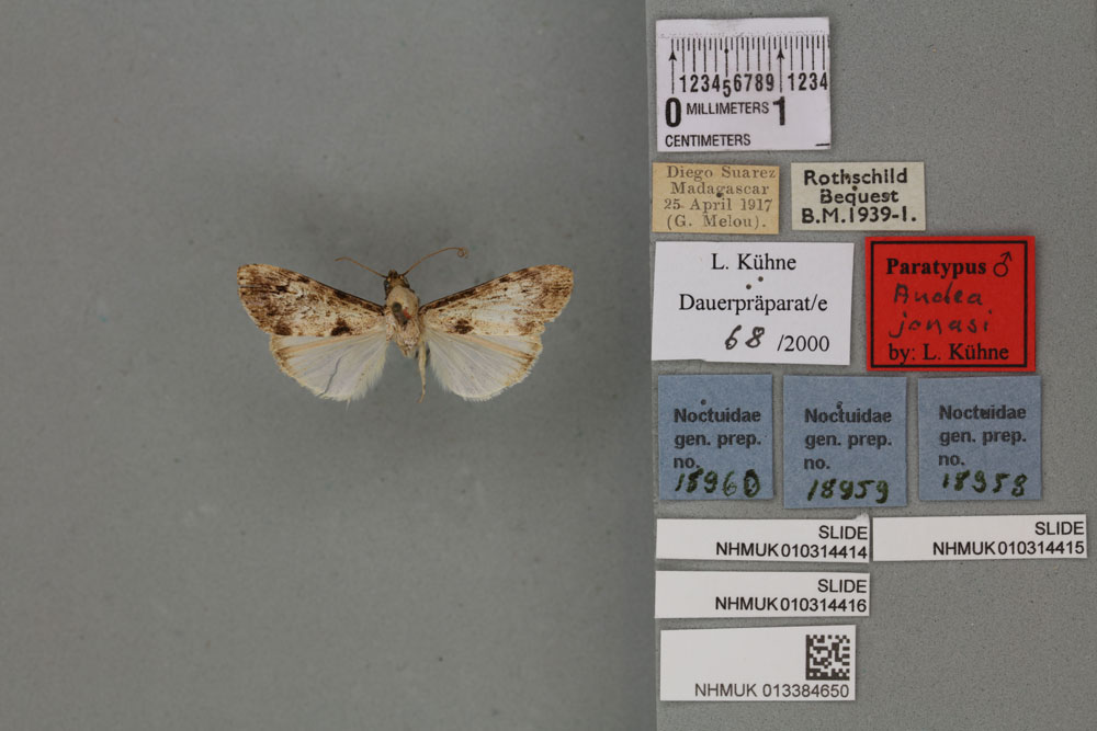 /filer/webapps/moths/media/images/J/jonasi_Audea_PTM_BMNH_02a.jpg