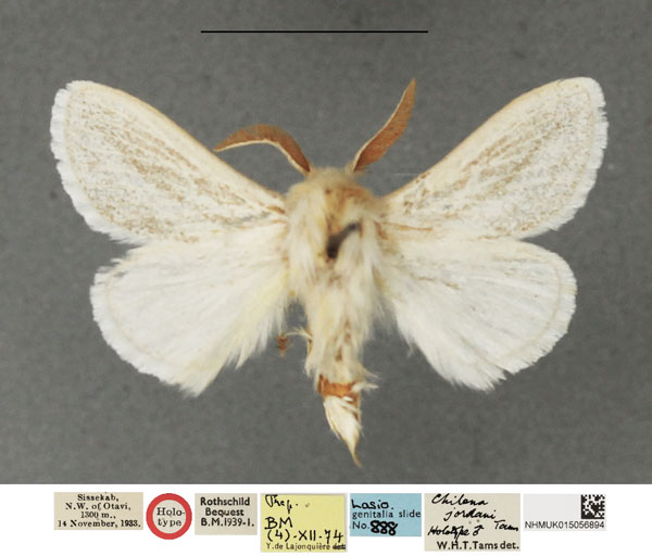 /filer/webapps/moths/media/images/J/jordani_Beralade_HT_NHMUK.jpg