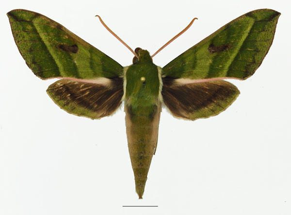 /filer/webapps/moths/media/images/J/jordani_Chaerocina_AM_Basquin_02a.jpg