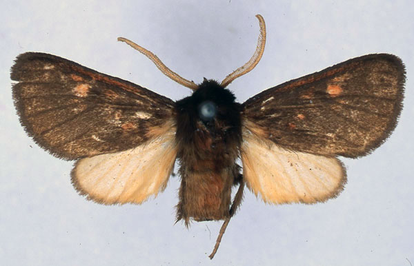 /filer/webapps/moths/media/images/J/jordani_Metarctia_HT_BMNH_01.jpg