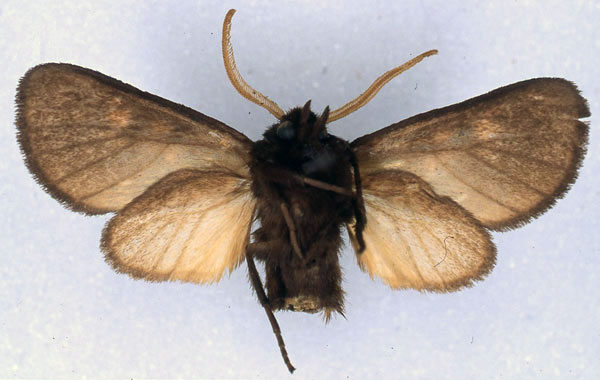 /filer/webapps/moths/media/images/J/jordani_Metarctia_HT_BMNH_02.jpg