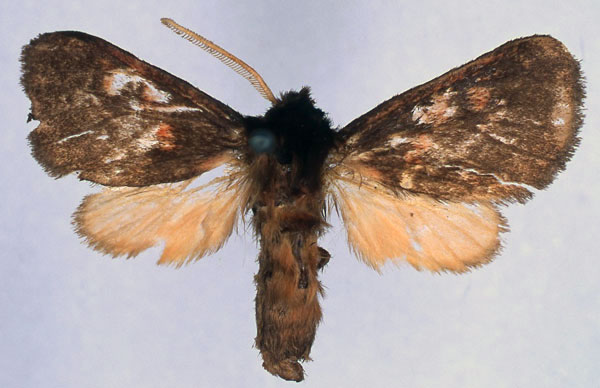 /filer/webapps/moths/media/images/J/jordani_Metarctia_PT_BMNH_01.jpg