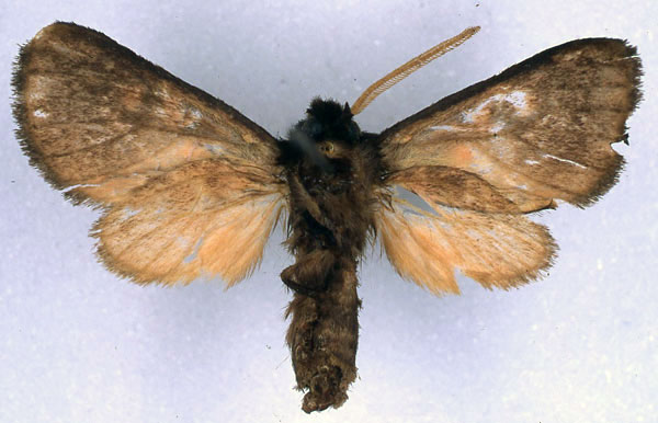 /filer/webapps/moths/media/images/J/jordani_Metarctia_PT_BMNH_02.jpg