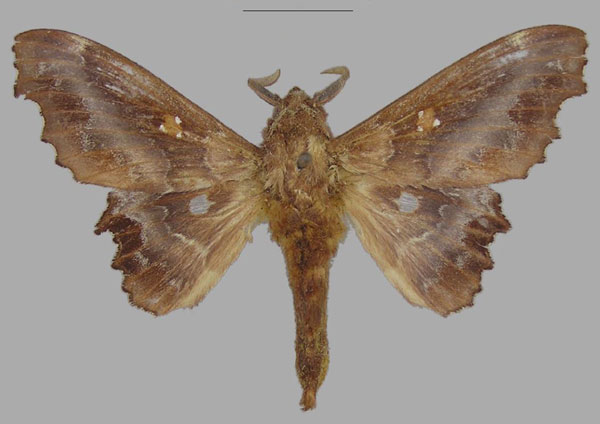 /filer/webapps/moths/media/images/J/jordani_Mimopacha_AM_MNHN.jpg