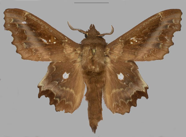/filer/webapps/moths/media/images/J/jordani_Mimopacha_AM_Mueller.jpg