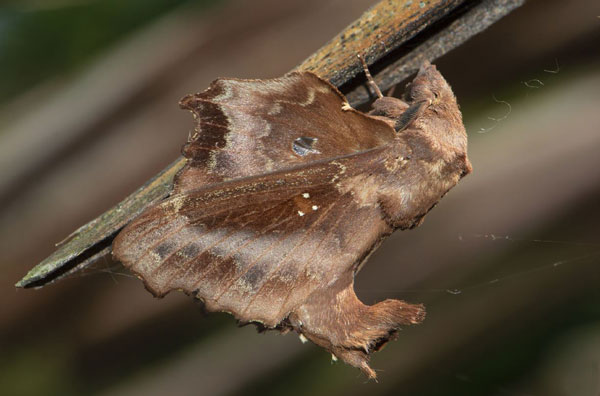 /filer/webapps/moths/media/images/J/jordani_Mimopacha_AM_Prozorov_01.jpg