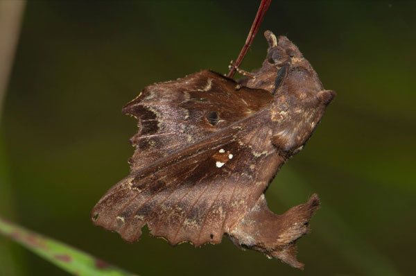 /filer/webapps/moths/media/images/J/jordani_Mimopacha_AM_Prozorov_02.jpg