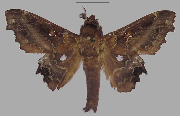 /filer/webapps/moths/media/images/J/jordani_Mimopacha_AM_RMCA.jpg