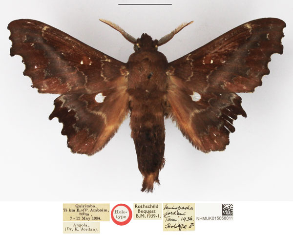 /filer/webapps/moths/media/images/J/jordani_Mimopacha_HT_NHMUK.jpg
