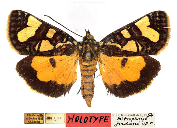 /filer/webapps/moths/media/images/J/jordani_Mitophrys_HT_RBINS.jpg