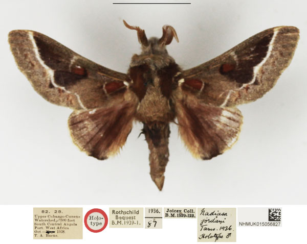 /filer/webapps/moths/media/images/J/jordani_Nadiasa_HT_NHMUK.jpg