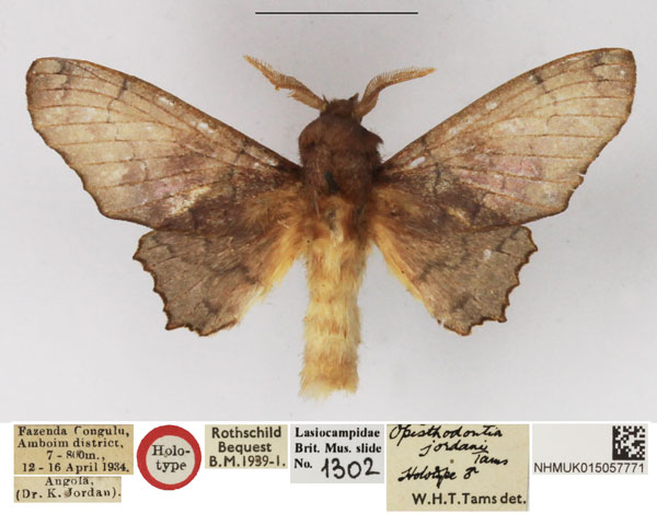/filer/webapps/moths/media/images/J/jordani_Opisthodontia_HT_NHMUK.jpg