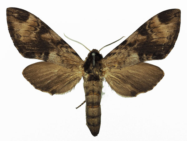 /filer/webapps/moths/media/images/J/jordani_Pantophaea_AF_Basquin_01.jpg