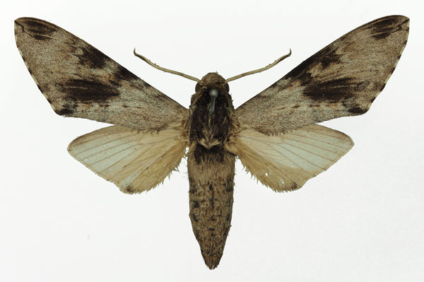 /filer/webapps/moths/media/images/J/jordani_Pantophaea_AF_Basquin_02.jpg