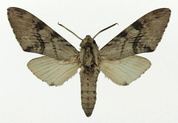 /filer/webapps/moths/media/images/J/jordani_Pantophaea_AM_Basquin_01.jpg