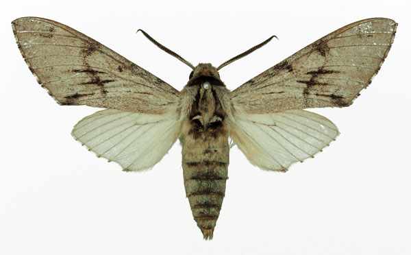 /filer/webapps/moths/media/images/J/jordani_Pantophaea_AM_Basquin_02.jpg