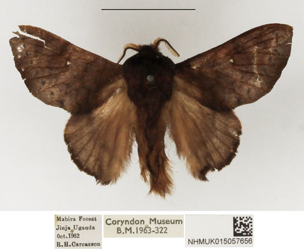 /filer/webapps/moths/media/images/J/jordani_Pseudometa_AM_NHMUK_01.jpg