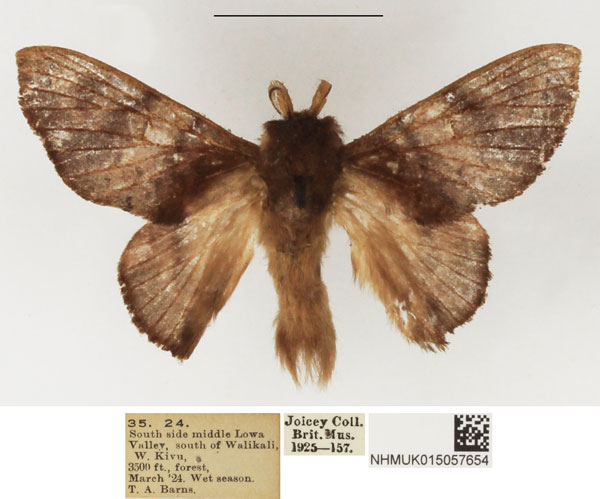/filer/webapps/moths/media/images/J/jordani_Pseudometa_AM_NHMUK_02.jpg