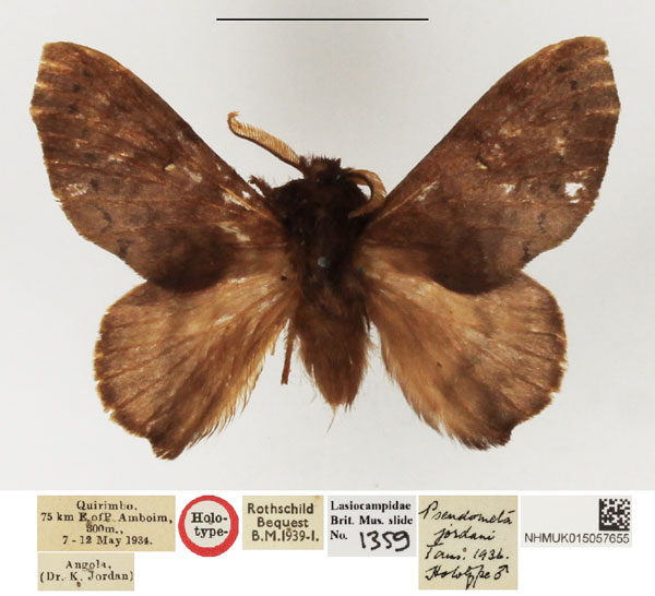 /filer/webapps/moths/media/images/J/jordani_Pseudometa_HT_NHMUK.jpg