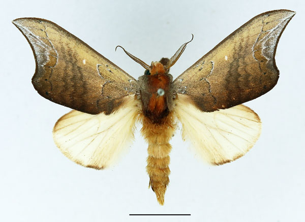 /filer/webapps/moths/media/images/J/josepha_Harpandrya_AM_Basquin_02.jpg