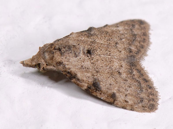 /filer/webapps/moths/media/images/J/jourdani_Nola_A_Mazzei.jpg