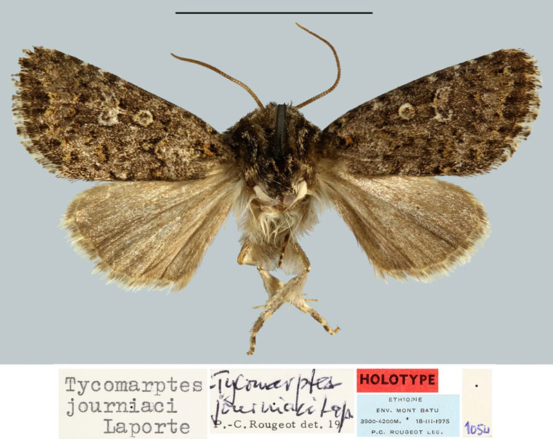 /filer/webapps/moths/media/images/J/journiaci_Tycomarptes_HT_MNHN.jpg