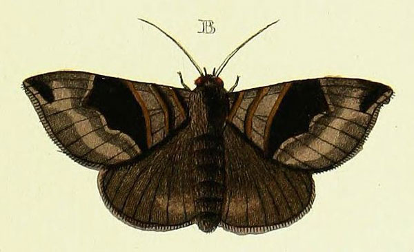 /filer/webapps/moths/media/images/J/joviana_Bastilla_Cramer4_399_B.jpg