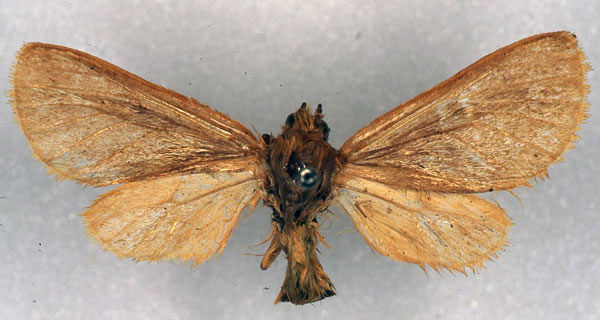 /filer/webapps/moths/media/images/J/jubdoensis_Metarctia_A_ZSM_01.jpg