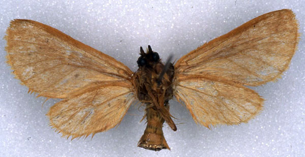 /filer/webapps/moths/media/images/J/jubdoensis_Metarctia_A_ZSM_02.jpg