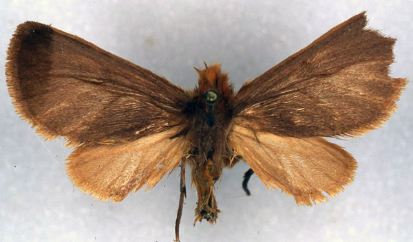 /filer/webapps/moths/media/images/J/jubdoensis_Metarctia_HT_ZSM.jpg