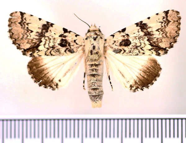 /filer/webapps/moths/media/images/J/jucunda_Bamra_AF_BMNH.jpg