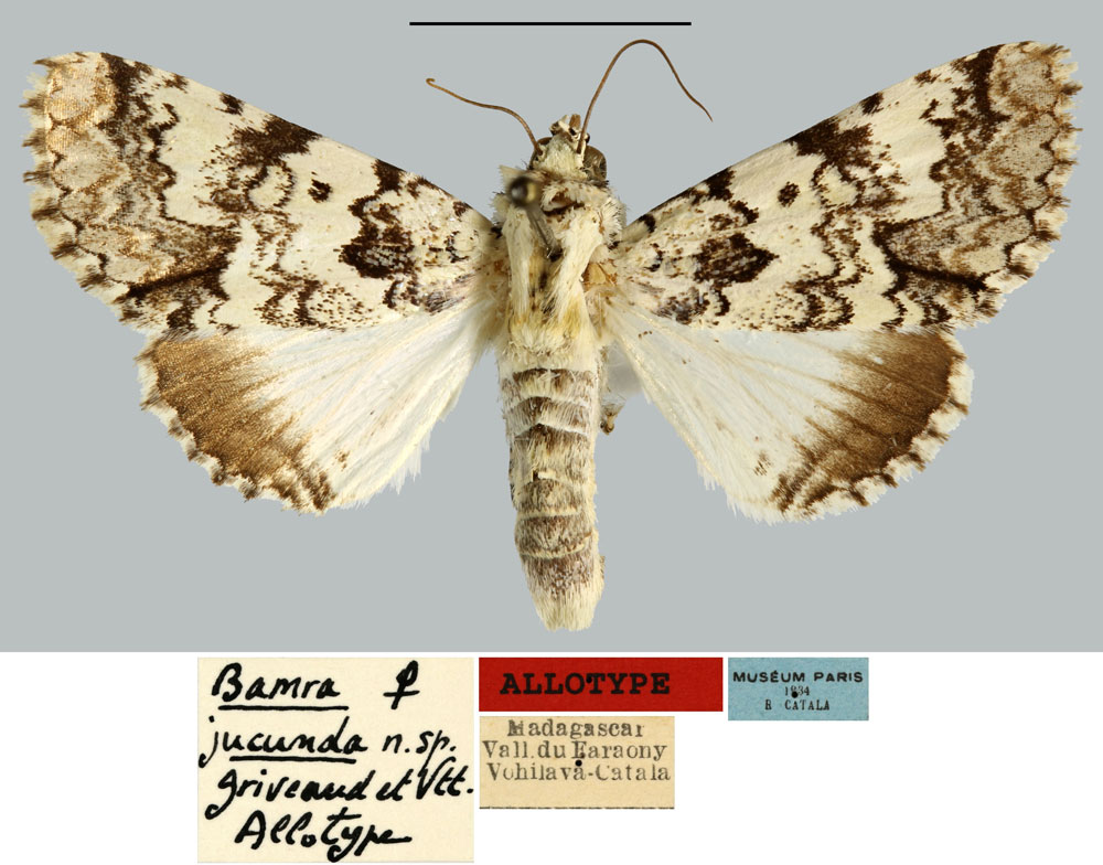 /filer/webapps/moths/media/images/J/jucunda_Bamra_AT_MNHN.jpg