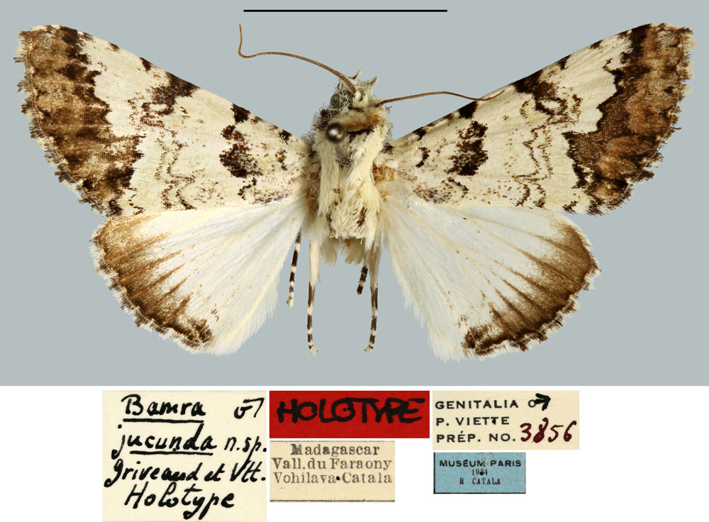 /filer/webapps/moths/media/images/J/jucunda_Bamra_HT_MNHN.jpg