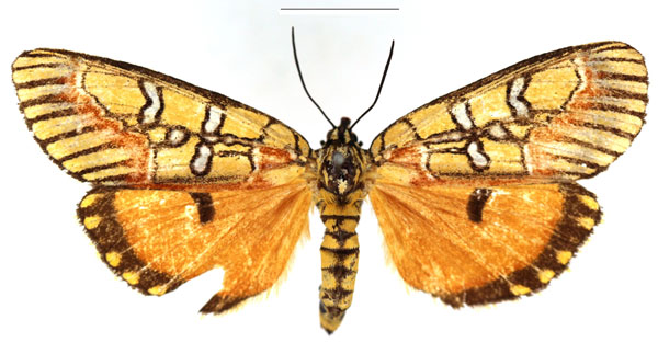 /filer/webapps/moths/media/images/J/jucunda_Choeropais_AF_RBINS.jpg