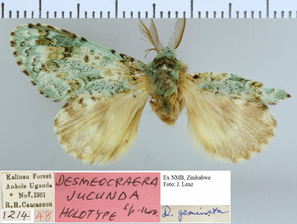 /filer/webapps/moths/media/images/J/jucunda_Desmeocraera_HT_NMB.jpg